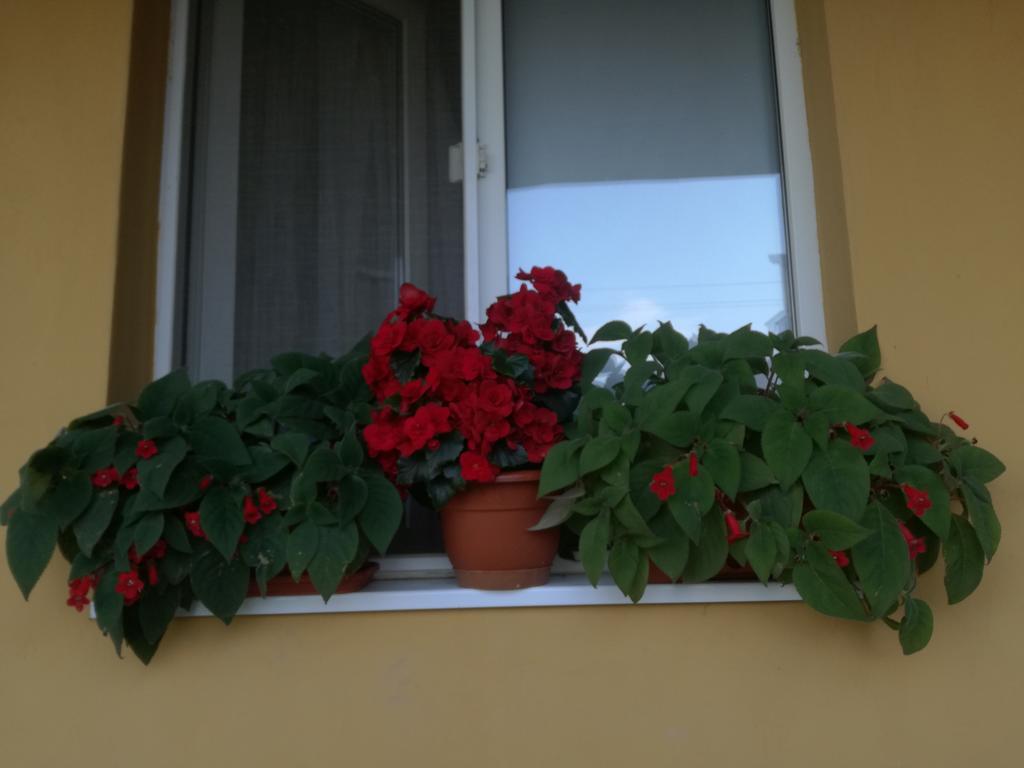 Pensiunea Vladut Timişoara Exteriör bild